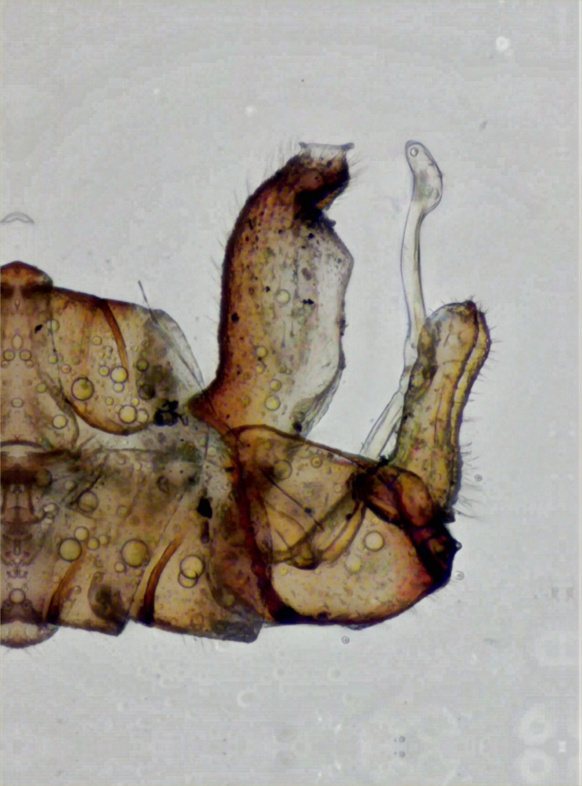 Cacopsylla melanoneura.jpg