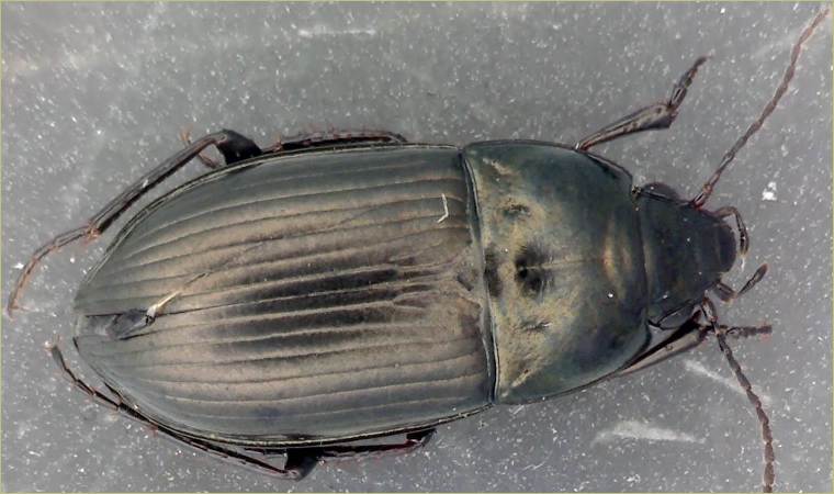 Amara_ruficollis.jpg